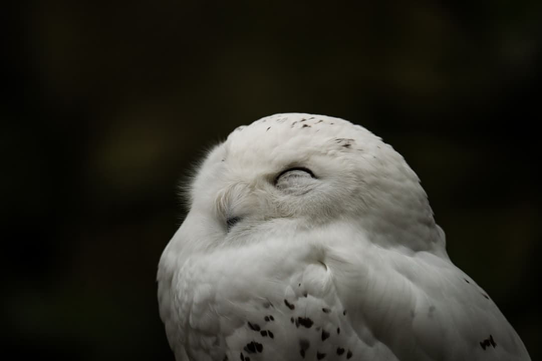 那英去《花少》带了更年期的药 全新阵型引等待